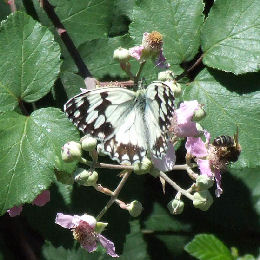 Melanargia lachesis, Korkegelund, Estramadura, Spanien. d. 6 juni 2006. Fotograf: Troells Melgaard