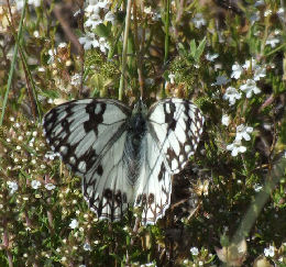 Melanargia occitanica, Korkegelund, Estramadura, Spanien. Juni 2006. Fotograf: Troells Melgaard