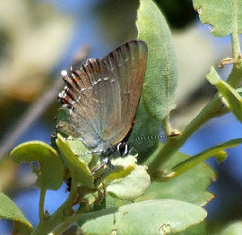 Spansk Egesommerfugl, Satyrium esculi. Estramadura, Spanien 3 juni 2006. Fotograf: Troells Melgaard