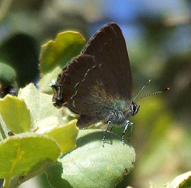 Spansk Egesommerfugl, Satyrium esculi. Estramadura, Spanien 3 juni 2006. Fotograf: Troells Melgaard