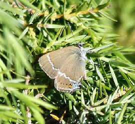 Vrietornsommerfugl, Satyrium spini. Estramadura, Spanien 3 juni 2006. Fotograf: Troells Melgaard