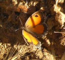 Buskrandje, Pyronia cecilia, Korkegelund, Estramadura, Spanien. d. 6 juni 2006. Fotograf: Troells Melgaard