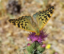 Kardinal, Argynnis pandora, Spanien d. 3 juni 2006. Fotograf: Troells Melgaard