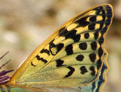 Kardinal, Argynnis pandora, Spanien d. 3 juni 2006. Fotograf: Troells Melgaard