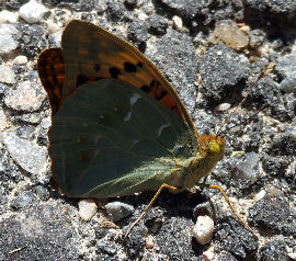 Kardinal, Argynnis pandora, Spanien d. 3 juni 2006. Fotograf: Troells Melgaard