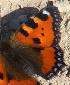 Nldens takvinge, Aglais urticae, i sydeuropa er de sorte pletter p forvinge overside ofte mindre, og med mere varm grundfarve. Estremadura, Spanien, d. 3 junil 2006. Fotograf: Troells Melgaard