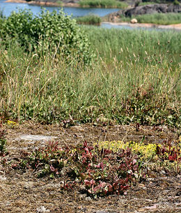 Lokalitet for Apollo med Sankthansurt. Hstsundet, Loftehammar, Smland, Sverige 4 juli 2006. Fotograf: Lars Andersen