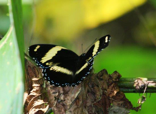 Blue Diadem, Hypolimnas salmacis ssp. thomensis (Aurivillius, 1910) female. Lagoa Amelia, So Tom february 2, 2018. Photographer; Erling Krabbe