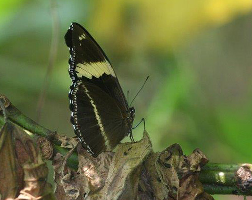 Blue Diadem, Hypolimnas salmacis ssp. thomensis (Aurivillius, 1910) female. Lagoa Amelia, So Tom february 2, 2018. Photographer; Erling Krabbe