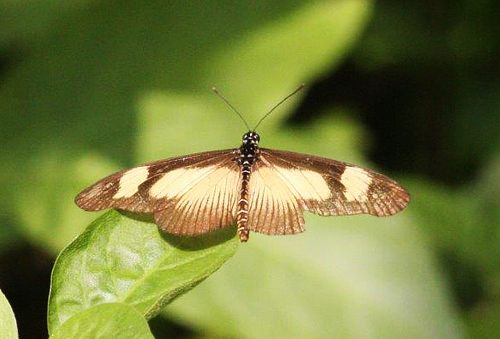 Jodutta Acraea, Acraea jodutta (Fabricius, 1793), Bom Succeso, Botanical Garden, So Tom february 2, 2018. Photographer; Erling Krabbe