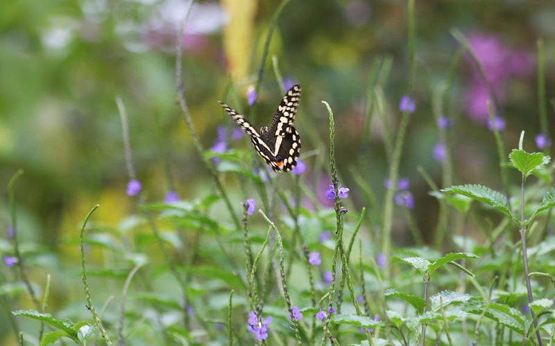 Citrus Swallowtail, Papilio demodocus (Esper, 1798). Bom Succeso, Botanical Garden, São Tomé february 1, 2018. Photographer; Erling Krabbe