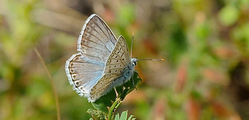 Provene Slvblfugl, Lysandra hispana. Digne les Bains, Alpes-de-Haute-Provence, Frankrig d. 9. juli 2017. Fotograf; John Vergo