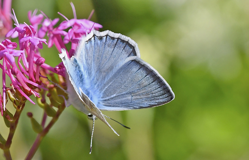 Takket Slvblfugl, Polyommatus daphnis han & hun. Rimplas 1005m. Parc de Mercantour, Frankrig d. 7 juli 2018. Fotograf; John Vergo