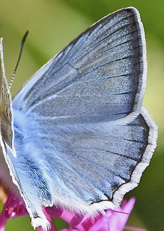 Takket Sølvblåfugl, Polyommatus daphnis han & hun. Rimplas 1005m. Parc de Mercantour, Frankrig d. 7 juli 2018. Fotograf; John Vergo