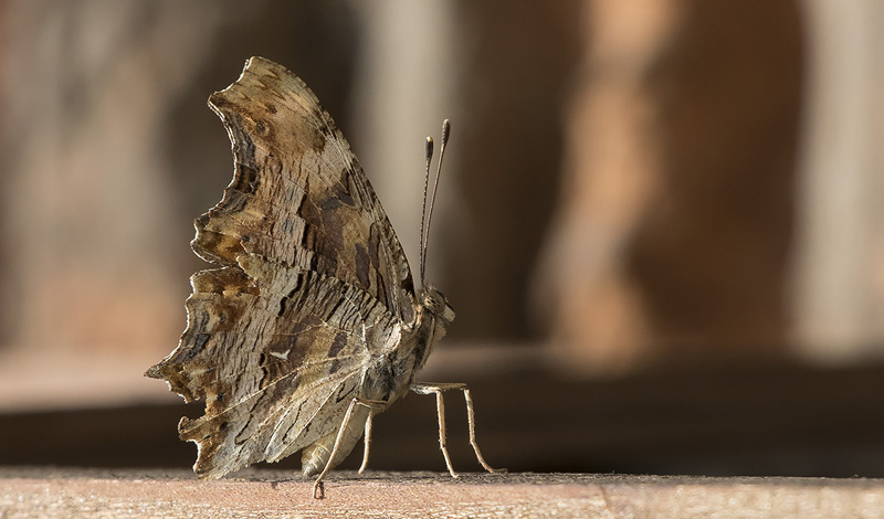 Det Hvide Y, Polygonia egea. Georgien d. 6 august 2018. Fotograf; Knud Ellegaard