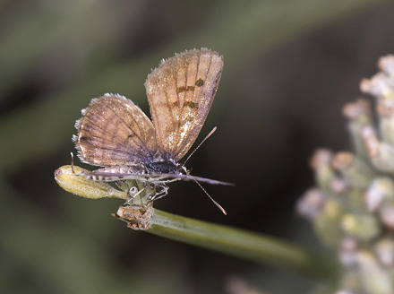 Lille Tigerfugl, Tarucus balkanicus. Georgien d. 6 august 2018. Fotograf; Knud Ellegaard