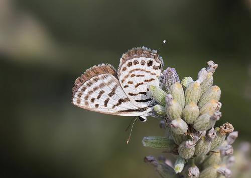 Lille Tigerfugl, Tarucus balkanicus. Georgien d. 6 august 2018. Fotograf; Knud Ellegaard