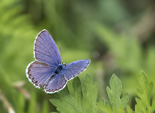 Astragelblfugl, Plebejus argyrognomon han. Georgien d. 7 august 2018. Fotograf: Knud Ellegaard