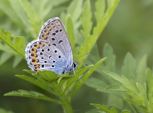 Astragelblfugl, Plebejus argyrognomon han. Georgien d. 7 august 2018. Fotograf: Knud Ellegaard