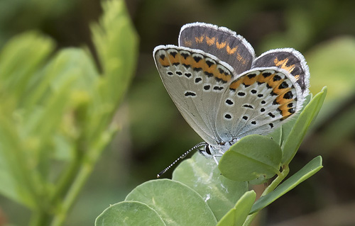 Astragelblfugl, Plebejus argyrognomon hun. Georgien d. 7 august 2018. Fotograf: Knud Ellegaard