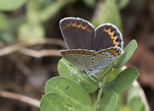 Astragelblfugl, Plebejus argyrognomon hun. Georgien d. 7 august 2018. Fotograf: Knud Ellegaard