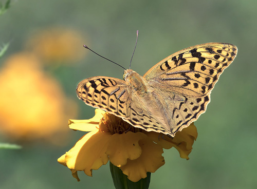 Kardinal, Argynnis pandora han. Georgien d. 13 august 2018. Fotograf: Knud Ellegaard