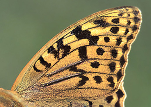 Kardinal, Argynnis pandora han. Georgien d. 13 august 2018. Fotograf: Knud Ellegaard