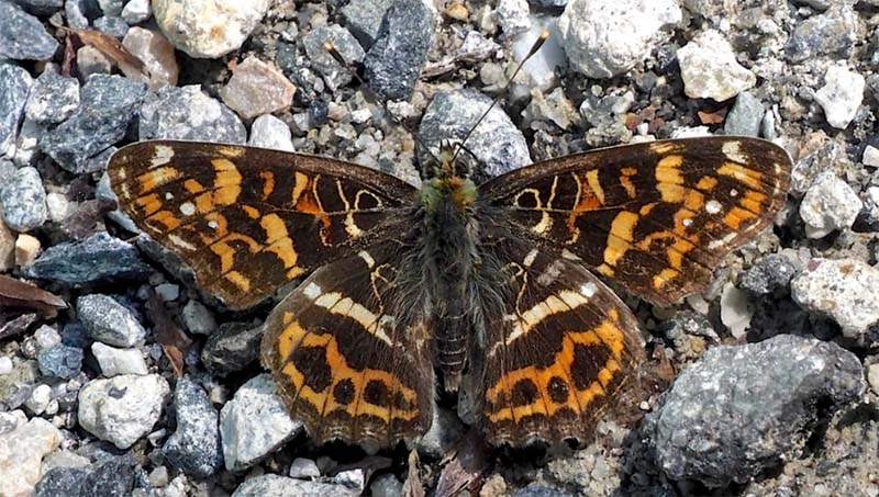 Stor Nldesommerfugl, Araschina burejana. Hakuba 760m., Nagano Prefecture, Japan d. 25 juni 2018. Fotograf; Pamela Donaldson