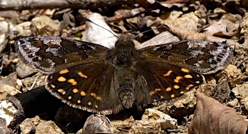 Grbndet Gulplettet Bredpande, Erynnis montanus. Sagamihara, Kamakura Prefecture, Japan d. 23 april 2019. Fotograf; Pamela Donaldson