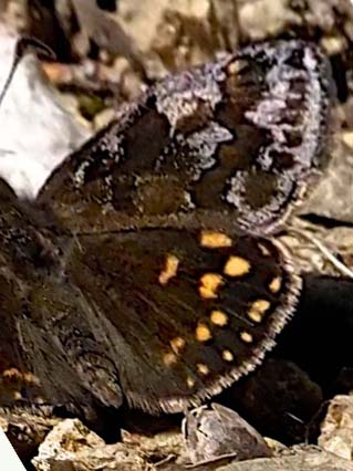 Grbndet Gulplettet Bredpande, Erynnis montanus. Sagamihara, Kamakura Prefecture, Japan d. 23 april 2019. Fotograf; Pamela Donaldson