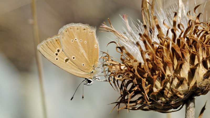 Andalusisk Stregblfugl, Polyommatus (Agrodiaetus) violetae. Sierra de Almijara, Andalusien, Spanien d. 10 juli 2014. Fotograf; Tom Nygaard Kristensen