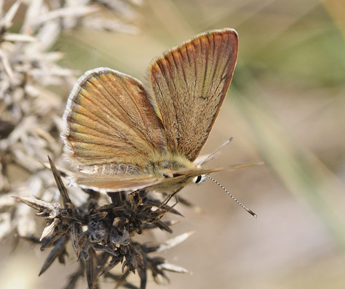 Andalusisk Stregblfugl, Polyommatus (Agrodiaetus) violetae. Sierra de Almijara, Andalusien, Spanien d. 10 juli 2014. Fotograf; Tom Nygaard Kristensen