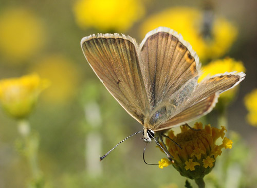 Andalusisk Stregblfugl, Polyommatus (Agrodiaetus) violetae. Sierra de Almijara, Andalusien, Spanien d. 10 juli 2014. Fotograf; Tom Nygaard Kristensen