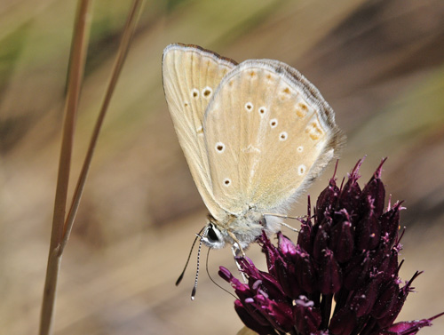 Andalusisk Stregblfugl, Polyommatus (Agrodiaetus) violetae. Sierra de Almijara, Andalusien, Spanien d. 10 juli 2014. Fotograf; Tom Nygaard Kristensen