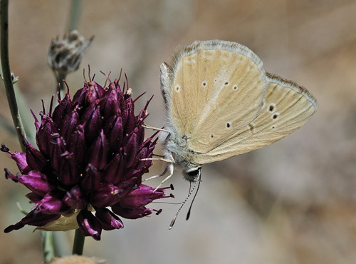 Andalusisk Stregblfugl, Polyommatus (Agrodiaetus) violetae. Sierra de Almijara, Andalusien, Spanien d. 10 juli 2014. Fotograf; Tom Nygaard Kristensen