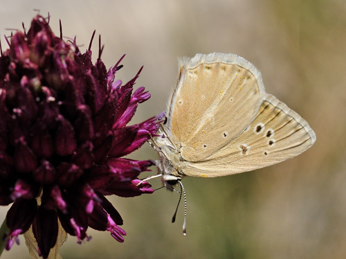 Andalusisk Stregblfugl, Polyommatus (Agrodiaetus) violetae. Sierra de Almijara, Andalusien, Spanien d. 10 juli 2014. Fotograf; Tom Nygaard Kristensen