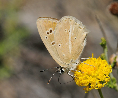 Andalusisk Stregblfugl, Polyommatus (Agrodiaetus) violetae. Sierra de Almijara, Andalusien, Spanien d. 10 juli 2014. Fotograf; Tom Nygaard Kristensen