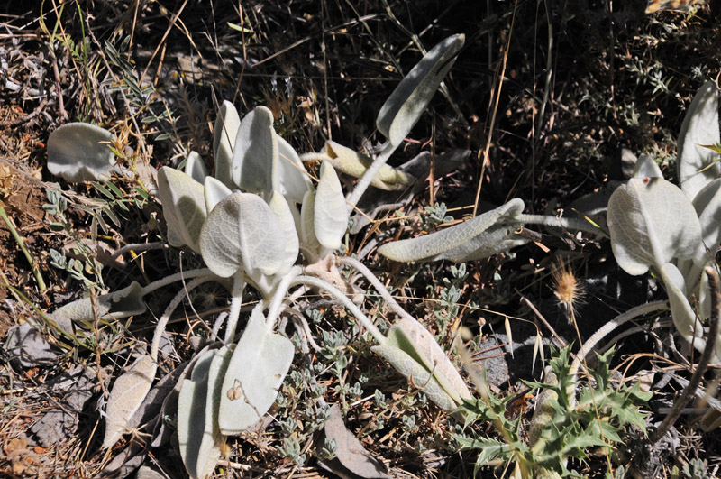 Andalusisk Stregblfugl, Polyommatus (Agrodiaetus) violetae. Sierra de Almijara, Andalusien, Spanien d. 10 juli 2014. Fotograf; Tom Nygaard Kristensen