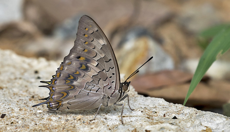 Black Rajah, Charaxes solon ssp. cerynthus (Fruhstorfer, 1914). Sri Lanka january 29, 2018. Photographer; Knud Ellegaard