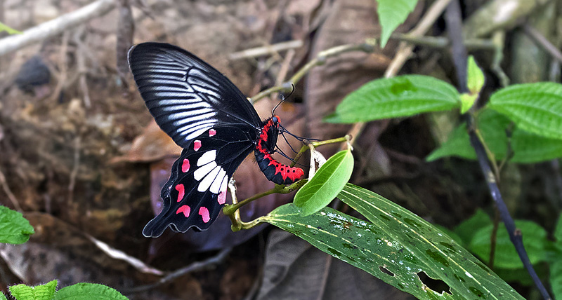 Common Rose, Pachliopta aristolochiae ssp. ceylonica (Moore, 1881) female. Sri Lanka january 31, 2018. Photographer; Knud Ellegaard