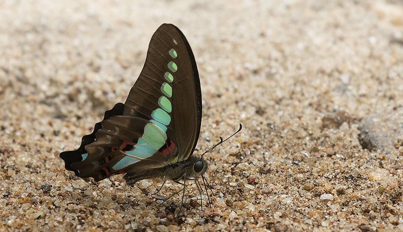 Common Bluebottle, Graphium sarpedon ssp. teredon (C. & R. Felder, 1865). Sri Lanka february 5, 2018. Photographer; Knud Ellegaard