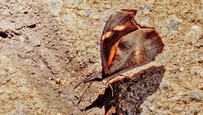 Club Beak, Libythea myrrha (Godart, 1819). Sri Lanka february 20, 2018. Photographer; John S. Petersen