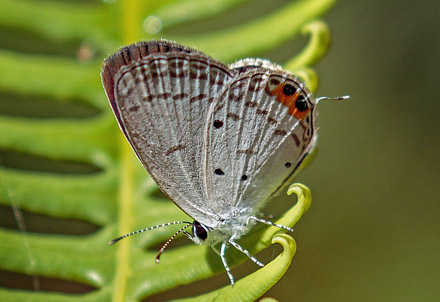 Oriental Cupid, Everes lacturnus (Godart, 1824). Sri Lanka february 21, 2018. Photographer; John S. Petersen 