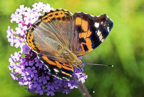 Sri Lanka Red Admiral, Vanessa indica ssp. nubicola. Sri Lanka february 24, 2018. Photographer; John S. Petersen