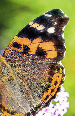 Sri Lanka Red Admiral, Vanessa indica ssp. nubicola. Sri Lanka february 24, 2018. Photographer; John S. Petersen