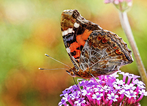 Sri Lanka Red Admiral, Vanessa indica ssp. nubicola. Sri Lanka february 24, 2018. Photographer; John S. Petersen