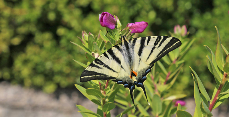 Sydeuropisk Svalehale, Iphiclides podalirius. Amalfikysten, Italien d. 24 oktober 2018. Fotograf; Kurt Loftkjr