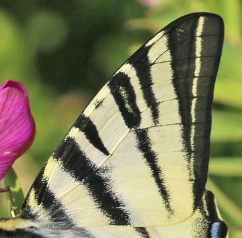 Sydeuropisk Svalehale, Iphiclides podalirius. Amalfikysten, Italien d. 24 oktober 2018. Fotograf; Kurt Loftkjr