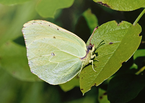 La Palma Citronsommerfugl, Gonepteryx palmae. Los Sauces, La Palma, Kanariske er d.  27  marts 2018. Fotograf; Tom Nygaard Kristensen