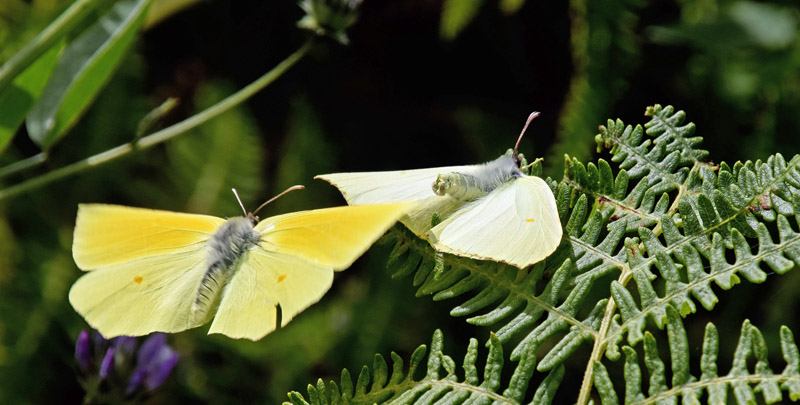 La Palma Citronsommerfugl, Gonepteryx palmae. Los Sauces, La Palma, Kanariske er d.  27  marts 2018. Fotograf; Tom Nygaard Kristensen